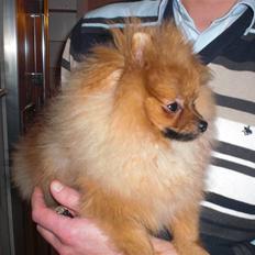 Pomeranian Ringklokken Fisen