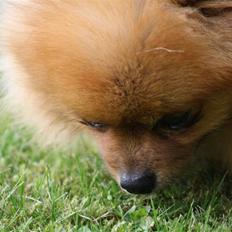 Pomeranian Ringklokken Fisen