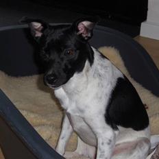 Dansk svensk gaardhund Badmans Kida