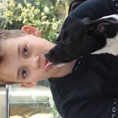 Dansk svensk gaardhund Badmans Kida