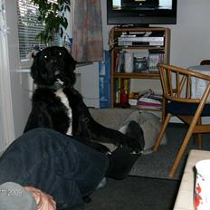 Blanding af racer Dumbo