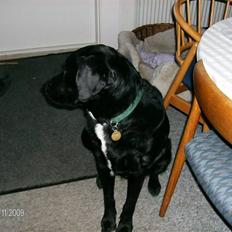 Blanding af racer Dumbo