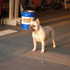 Fransk bulldog Snoop Dogg