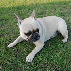 Fransk bulldog Snoop Dogg