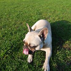 Fransk bulldog Snoop Dogg