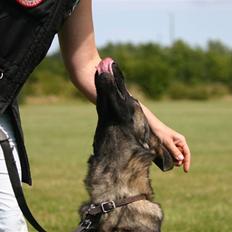 Schæferhund Faolans Akela