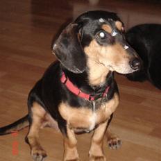 Blanding af racer Tessi R.I.P 18/10-10