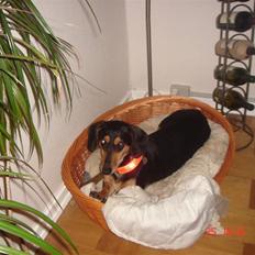 Blanding af racer Tessi R.I.P 18/10-10