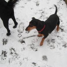 Blanding af racer Tessi R.I.P 18/10-10