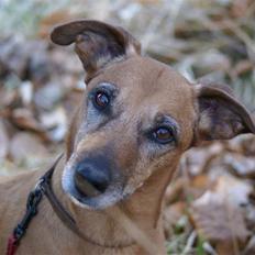 Blanding af racer Gule Berta