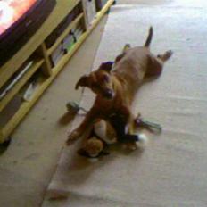 Blanding af racer Gule Berta