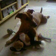 Blanding af racer Gule Berta