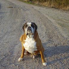 Boxer Chang R.I.P.