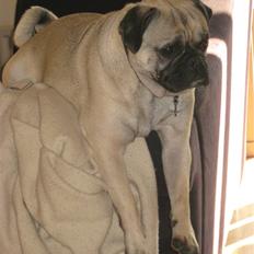 Blanding af racer Thor Mops/Engelsk Bulldog