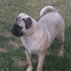 Blanding af racer Thor Mops/Engelsk Bulldog