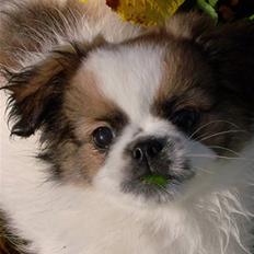 Blanding af racer Diva R.I.P*død 1/4-09