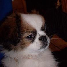 Blanding af racer Diva R.I.P*død 1/4-09