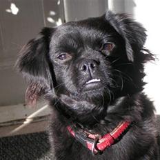 Blanding af racer Muffin