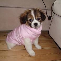 Blanding af racer Pekingeser/papillon