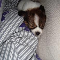 Blanding af racer Pekingeser/papillon
