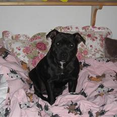 Staffordshire bull terrier Sofie