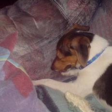 Blanding af racer foxterrier ( Snubbie)