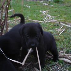 Labrador retriever joey