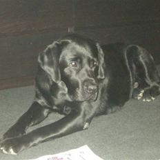 Labrador retriever Max <3 Himmelhund