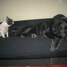 Labrador retriever Max <3 Himmelhund