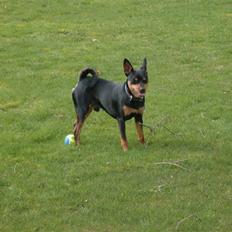 Blanding af racer *Chico*