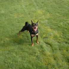 Blanding af racer *Chico*