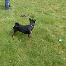 Blanding af racer *Chico*