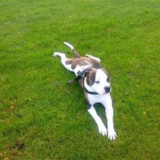 Blanding af racer Sniff