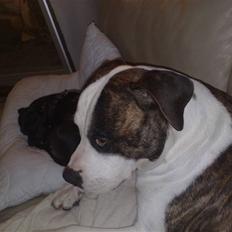 Blanding af racer Sniff