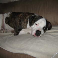 Blanding af racer Sniff