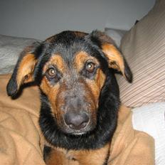 Blanding af racer Nala