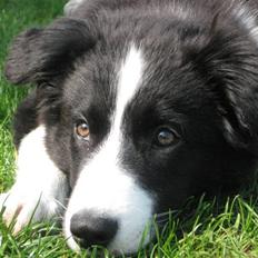 Border collie Asasara Fantastiske Shuma