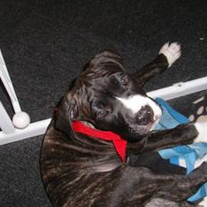 Blanding af racer Medina " Miss diva"