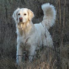 Golden retriever Bess