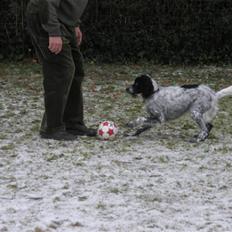 Engelsk setter Trine