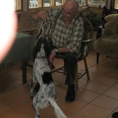 Engelsk setter Trine