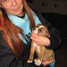 Staffordshire bull terrier Berta