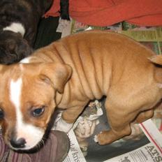 Staffordshire bull terrier Berta