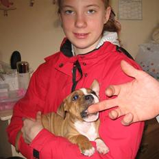 Staffordshire bull terrier Berta