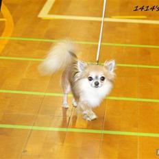 Chihuahua 1414´s Damian **DKCH**