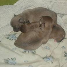 Chihuahua 1414´s Damian **DKCH**