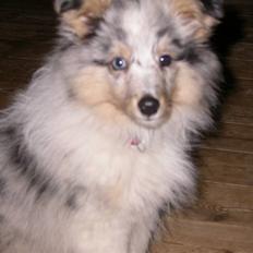 Shetland sheepdog Mille