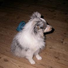 Shetland sheepdog Mille
