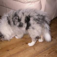 Shetland sheepdog Mille