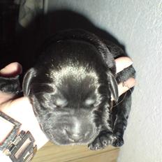 Labrador retriever Fie